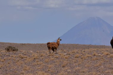 Lamas in Atacama Desert Chile South America. High quality photo