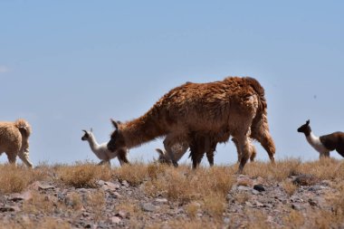 Lamas in Atacama Desert Chile South America. High quality photo