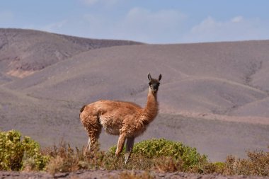 Guanaco in Atacama Desert Chile South America. High quality photo
