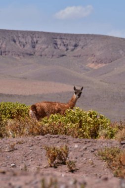 Guanaco in Atacama Desert Chile South America. High quality photo