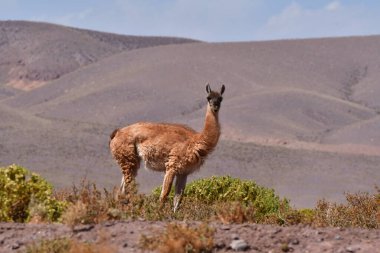 Guanaco in Atacama Desert Chile South America. High quality photo