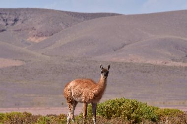Guanaco in Atacama Desert Chile South America. High quality photo