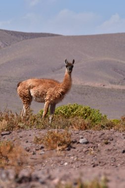 Guanaco in Atacama Desert Chile South America. High quality photo