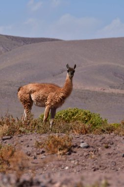 Guanaco in Atacama Desert Chile South America. High quality photo