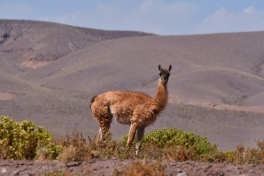 Guanaco in Atacama Desert Chile South America. High quality photo