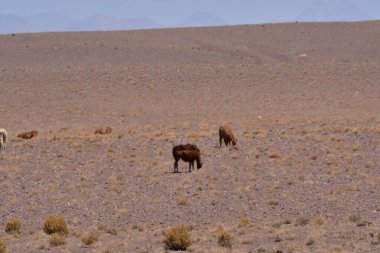 Lamas in Atacama Desert Chile South America. High quality photo