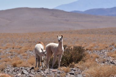 Lamas in Atacama Desert Chile South America. High quality photo
