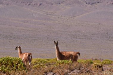 Guanaco in Atacama Desert Chile South America. High quality photo