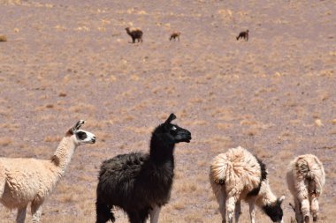 Lamas in Atacama Desert Chile South America. High quality photo