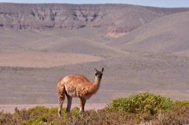 Guanaco in Atacama Desert Chile South America. High quality photo