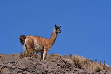 Guanaco in Atacama Desert Chile South America. High quality photo