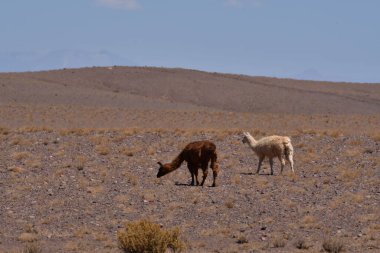 Lamas in Atacama Desert Chile South America. High quality photo