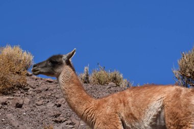 Guanaco in Atacama Desert Chile South America. High quality photo