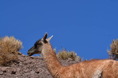 Guanaco in Atacama Desert Chile South America. High quality photo
