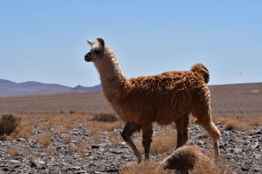 Lamas in Atacama Desert Chile South America. High quality photo