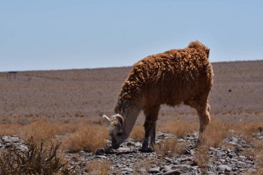 Lamas in Atacama Desert Chile South America. High quality photo