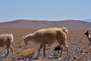 Lamas in Atacama Desert Chile South America. High quality photo