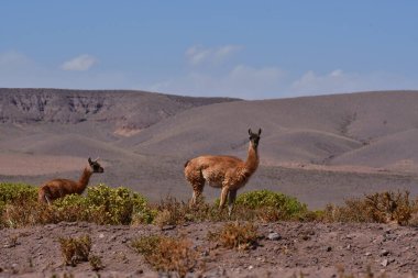 Guanaco in Atacama Desert Chile South America. High quality photo