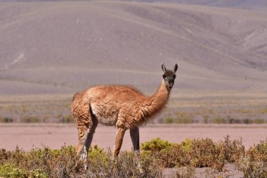 Guanaco in Atacama Desert Chile South America. High quality photo
