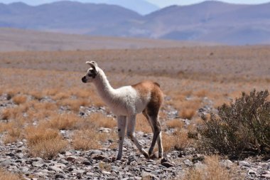 Lamas in Atacama Desert Chile South America. High quality photo