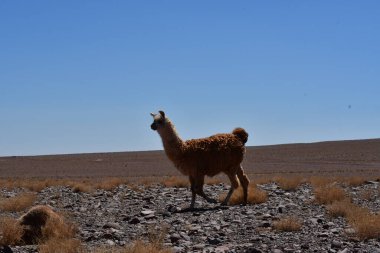 Lamas in Atacama Desert Chile South America. High quality photo
