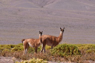 Guanaco in Atacama Desert Chile South America. High quality photo