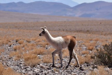 Lamas in Atacama Desert Chile South America. High quality photo