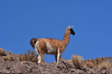 Guanaco in Atacama Desert Chile South America. High quality photo