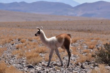 Lamas in Atacama Desert Chile South America. High quality photo