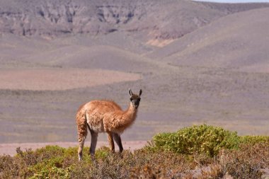 Guanaco in Atacama Desert Chile South America. High quality photo