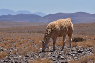 Lamas in Atacama Desert Chile South America. High quality photo