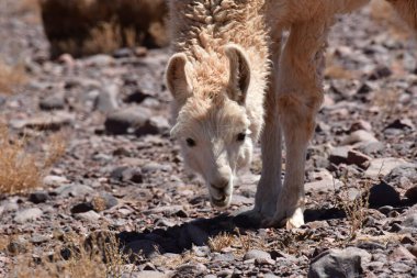 Lamas in Atacama Desert Chile South America. High quality photo