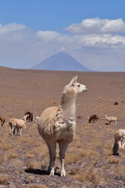 Lama in front of Volcano in Atacama Desert Chile South America. High quality photo