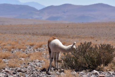 Lamas in Atacama Desert Chile South America. High quality photo