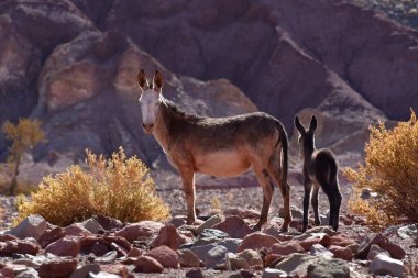Wild Donkey with foal in atacama Desert chile south America. High quality photo