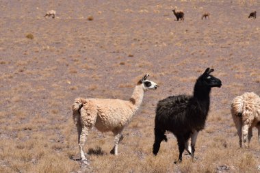 Lamas in Atacama Desert Chile South America. High quality photo