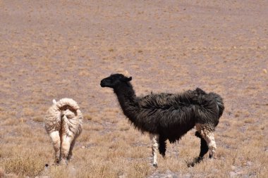 Lamas in Atacama Desert Chile South America. High quality photo