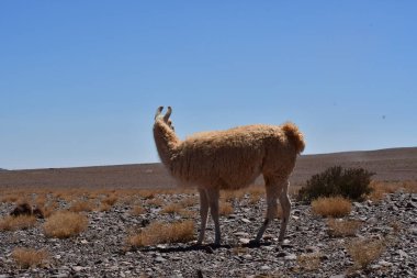 Lamas in Atacama Desert Chile South America. High quality photo
