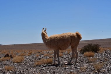 Lamas in Atacama Desert Chile South America. High quality photo