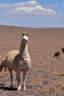Lamas in Atacama Desert Chile South America. High quality photo
