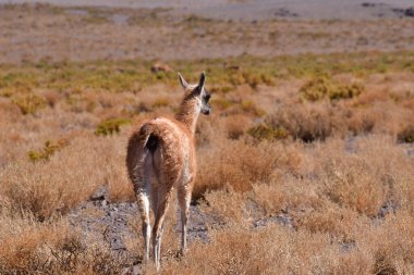 Guanaco in Atacama Desert Chile South America. High quality photo