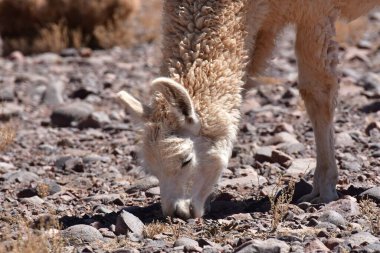 Lamas in Atacama Desert Chile South America. High quality photo
