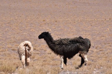 Lamas in Atacama Desert Chile South America. High quality photo