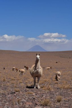 Lama in front of Volcano in Atacama Desert Chile South America. High quality photo