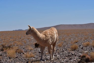 Lamas in Atacama Desert Chile South America. High quality photo