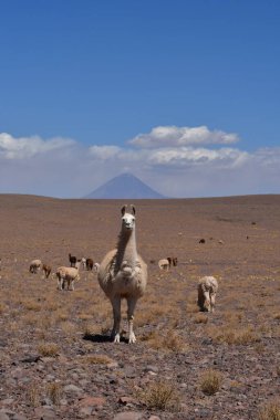 Lama in front of Volcano in Atacama Desert Chile South America. High quality photo
