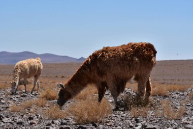 Lamas in Atacama Desert Chile South America. High quality photo