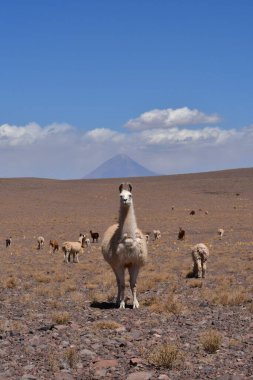 Lama in front of Volcano in Atacama Desert Chile South America. High quality photo