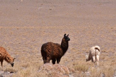 Lamas in Atacama Desert Chile South America. High quality photo