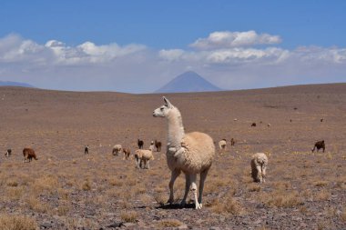 Lama in front of Volcano in Atacama Desert Chile South America. High quality photo